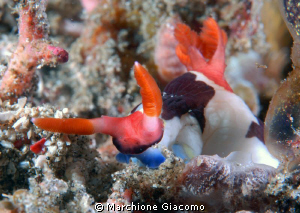 Face to face to nudibranchia
Nikon D200, 60 micro, twin ... by Marchione Giacomo 